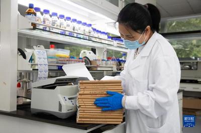 我國(guó)科學(xué)家突破二氧化碳人工合成淀粉技術(shù)